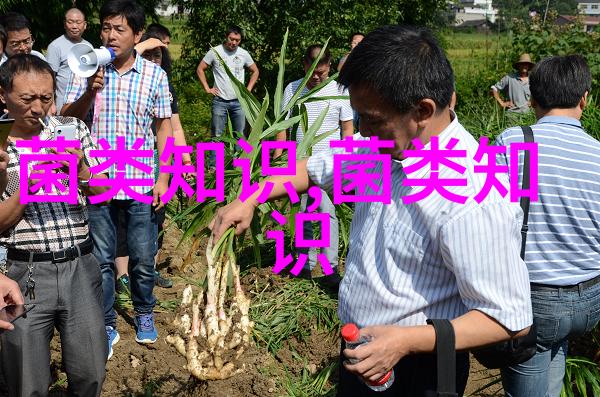 养猪树叶饲料加工调制法