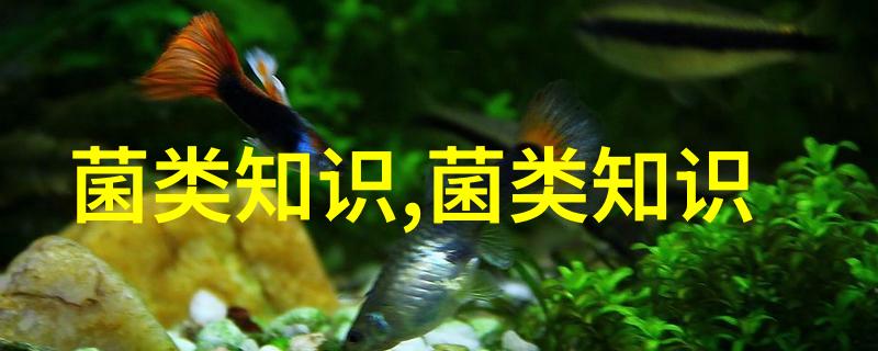 湖北南漳小香菇兴农出国门